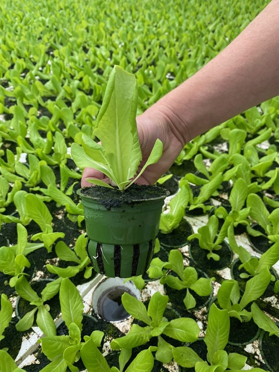 Sustainable Media for hydroponic cultivation.jpg